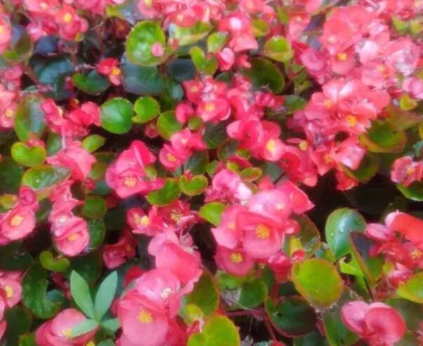 冬天开了哪些花,盘点冬季盛开的花朵