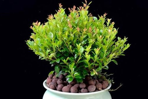 小叶赤楠昆明能种植吗冬天, 小叶赤楠在昆明的冬天也能绽放光彩