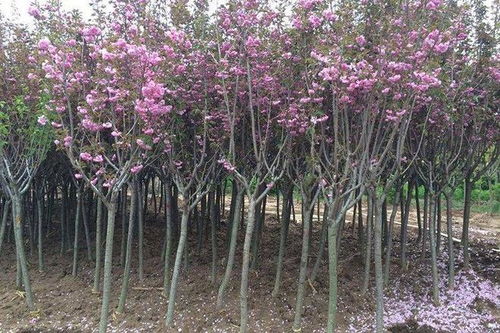 日本樱花怎么盆栽,日本国花的美学培育之道