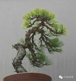 侧柏盆栽怎么养,打造翠绿盎然家居绿意