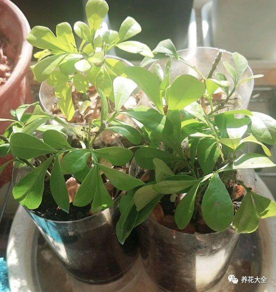米兰花不生根用什么,探索植物生长新纪元