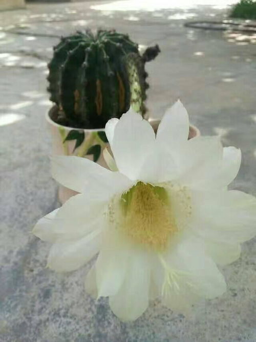 仙人球开花是什么兆头,预示好运与吉祥的神秘兆头