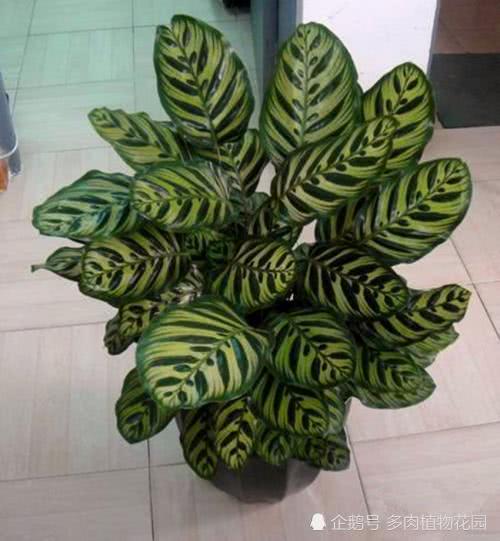 孔雀朱芋怎么养,打造家中绿意盎然的艺术品
