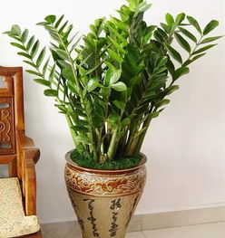 什么绿植是财运,揭秘提升财运的五大绿植选择