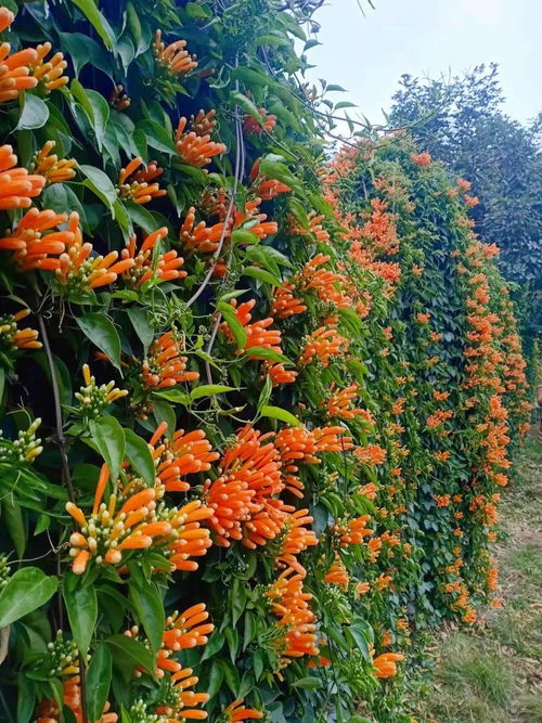炮仗花喜欢什么土壤,炮仗花生长之土壤偏好揭秘