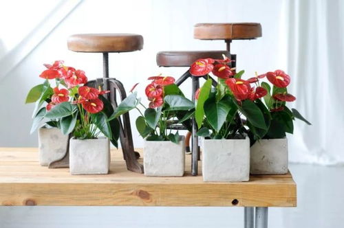 冬天红掌怎么换盆,焕新生长，迎接春暖花开