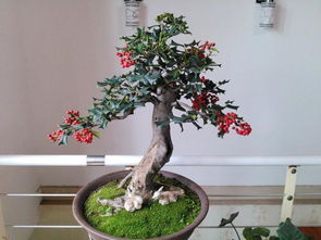 如何种植盆景,从选材到养护的全方位指南