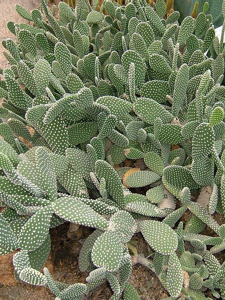 黄毛掌白毛掌哪个好看