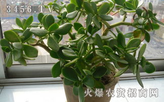 燕子掌了怎么办,揭秘背后真相与应对策略
