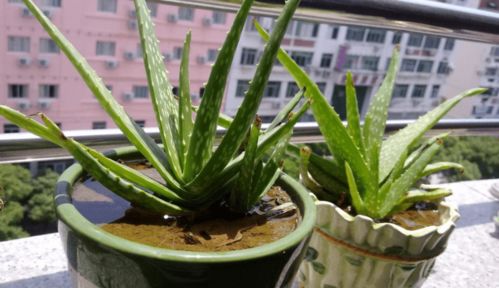 芦荟如何快速种植,轻松掌握高效繁殖技巧