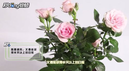月季花怎么养,从播种到绽放的全程指南