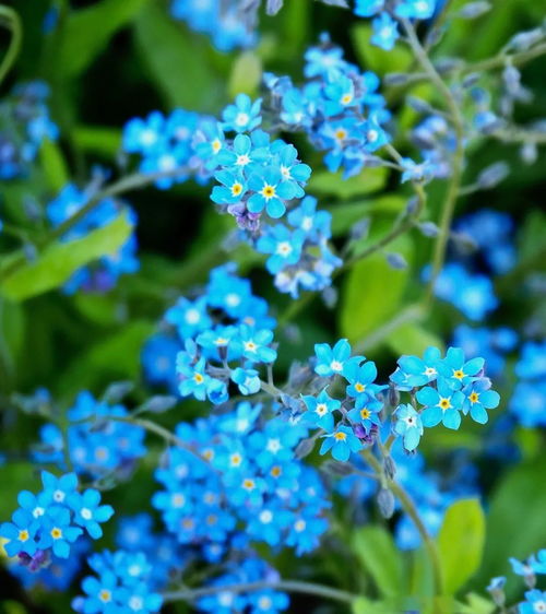 有哪些珍贵花