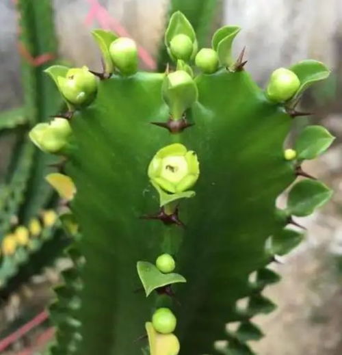 龙骨植物怎么开花,揭秘其神秘开花之谜