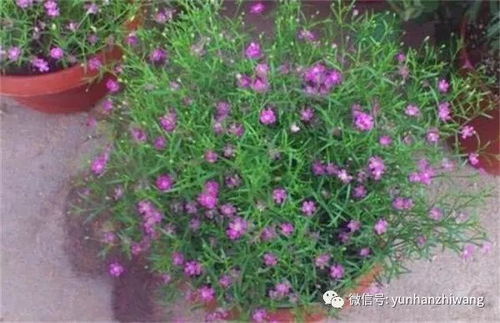 仙花满天星怎么养