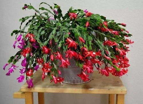 蟹爪兰怎么养护,四季照料与开花技巧