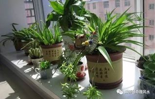 室内放花有什么不好,室内养花注意事项与潜在风险