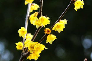 腊梅花截枝后如何保存,腊梅花截枝保存技巧详解