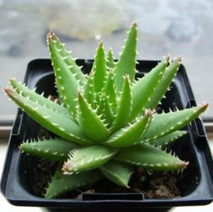 芦荟是什么类植物,神奇的多肉植物家族成员