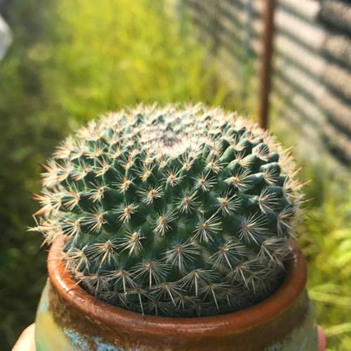 小仙人球怎么养,打造健康绿植小精灵