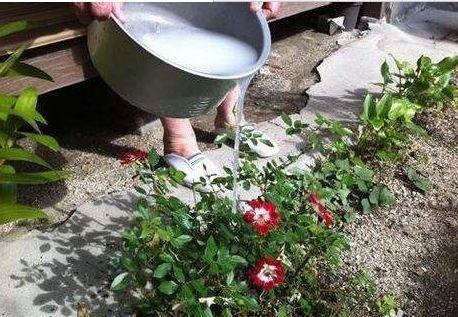 用什么水浇花最好,选择适宜水源,助力花卉茁壮成长”