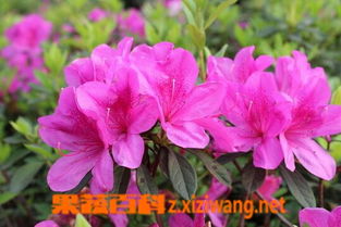 杜鹃花有什么知识,色彩斑斓的春日使者