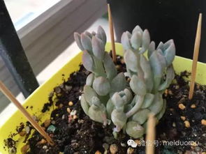 多肉植物徒长怎么办,光照、水分与养护技巧全解析