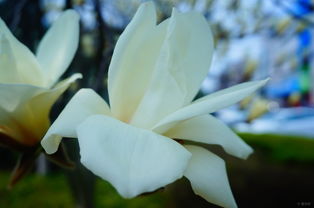 白玉兰什么时候开花,白玉兰绽放时节