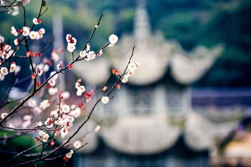 梅花生长在哪个地点,探寻梅花生长的神秘之地