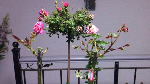 月季花树状蓝色阴雨怎么养,月季花树状