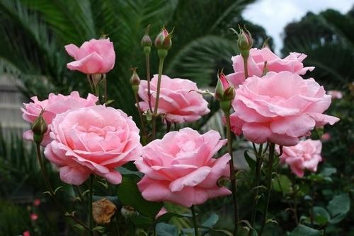 蓝色月季带花苞花苗怎么芥