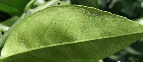 韭菜为什么不着红蜘蛛,揭秘绿色蔬菜的天然防线