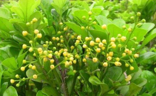 米兰花不生根用什么,探索植物生长新纪元