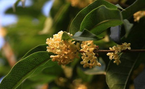 桂花什么季节开,桂花香飘万里”