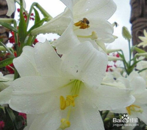 百合花怎么繁殖,百合花繁殖技巧全解析