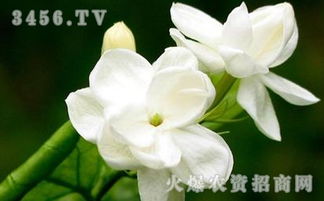 茉莉花的白绢病如何治