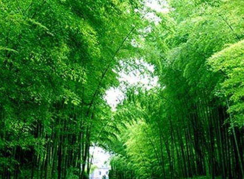 竹一共是多少种类,探索竹子种类的丰富多样性