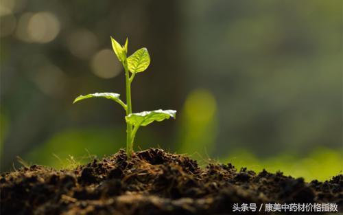 植物生长需求有哪些,揭秘植物健康成长的关键要素
