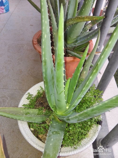 如何移栽芦荟,春季秋季最佳,掌握技巧助其茁壮成长