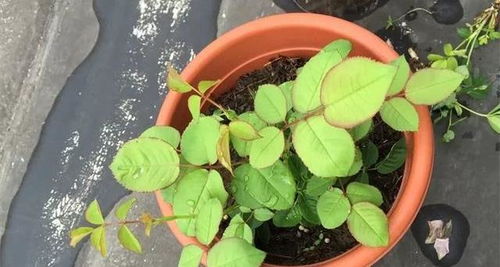 月季早春芽能开花吗怎么养,月季早春芽芽能开花吗?