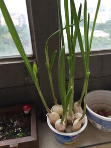 水里的花有哪些室外的
