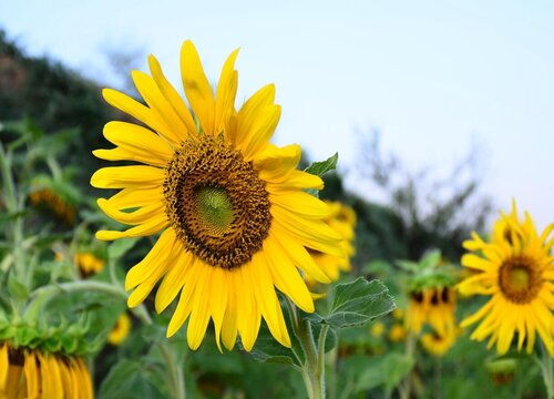 向日葵什么季节开花,向日葵的季节之歌