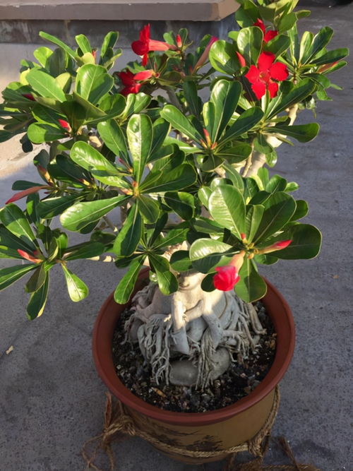 养玫瑰花用什么工具,打造美丽花园的秘密武器