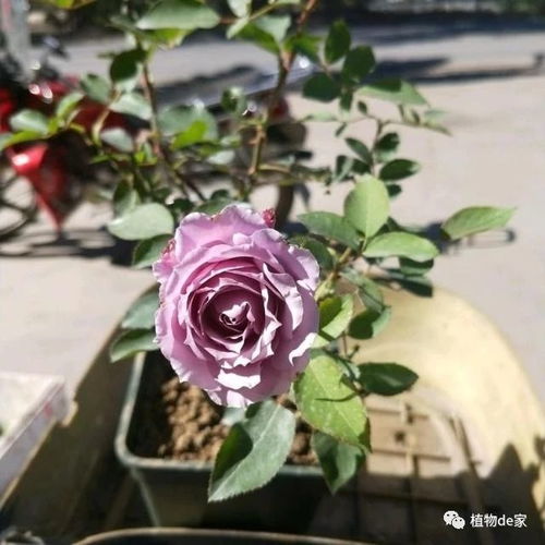 用洋葱种月季能活吗怎么养,月季花的天然营养液
