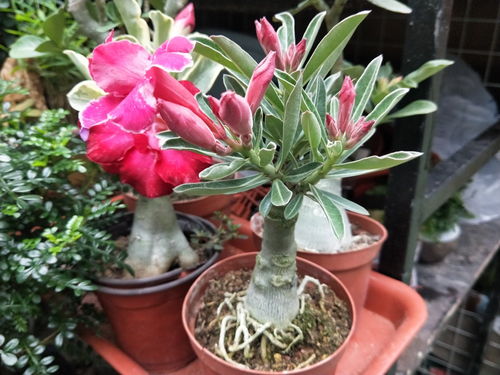 新花到家多久施肥,掌握施肥黄金期,助其茁壮成长