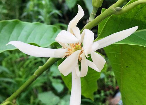 白兰花怎么促开花,白兰花促开花技巧解析