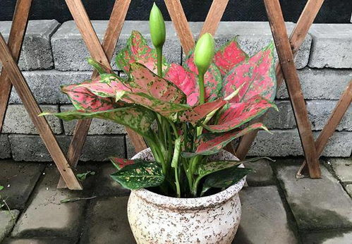 如意皇后开花象征什么,寓意吉祥长寿，传递美好祝愿