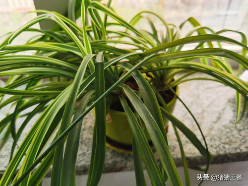 吊兰开花期如何施肥,助力花朵绽放的秘密