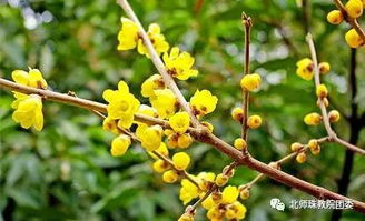 腊梅花的气味是什么