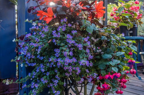 三角梅长虫子怎么办,识别与应对策略