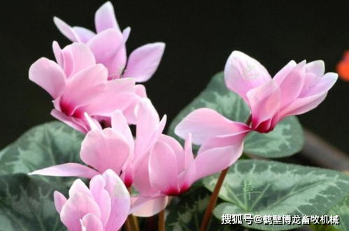仙客来怎么繁殖,播种、分株、扦插,轻松掌握繁殖技巧